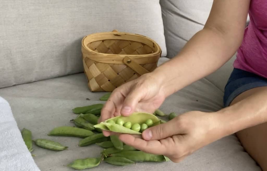 Shelling peas